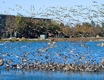 Radio Road birds