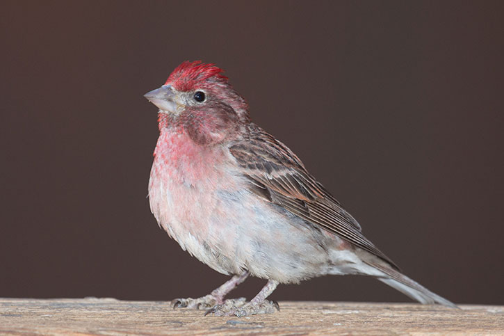 Cassin's-Finch-by-Donna-Pomeroy
